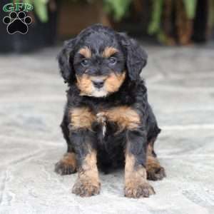 Dakota (F1 B), Cavapoo Puppy